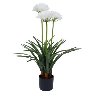 Planta Permanente Decorativa Agapanthus